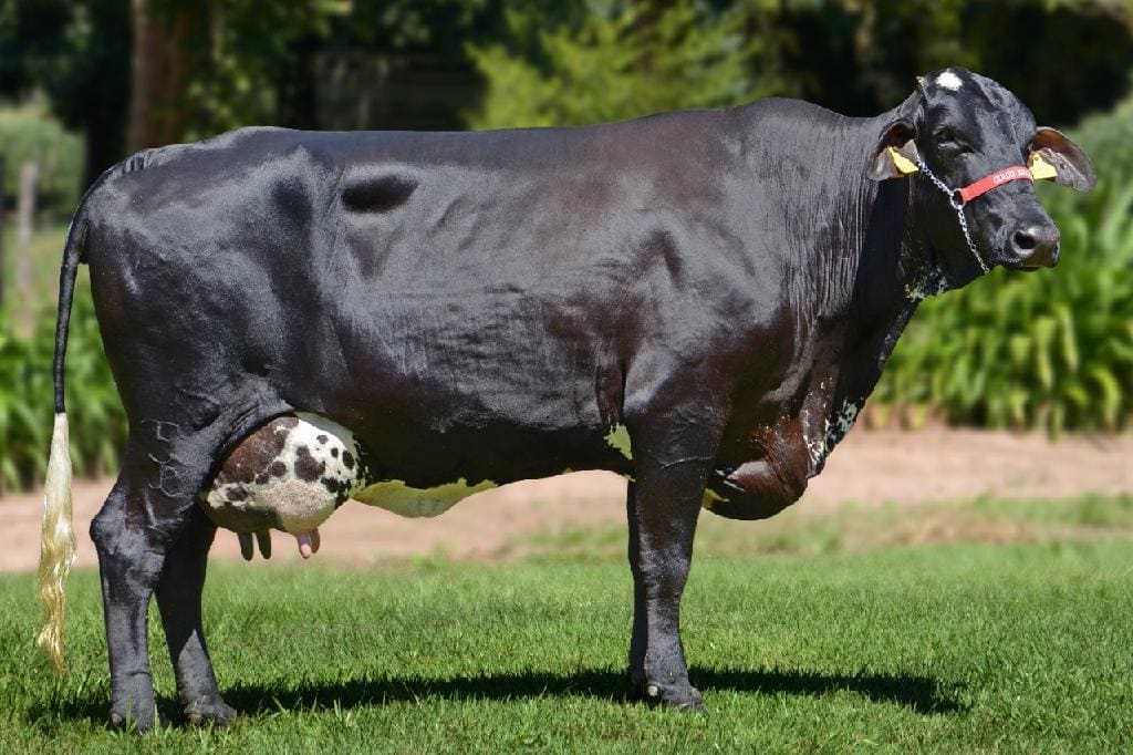 vaca leiteitra - O Esportivo