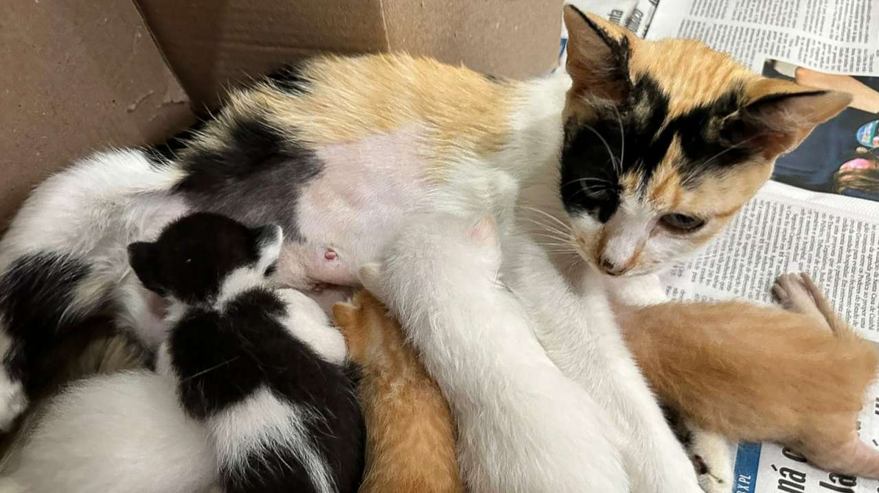 TAC DA CAUSA ANIMAL - Várzea Grande dá primeiro passo para criação de políticas públicas de bem-estar animal - O Esportivo GATOS - O Esportivo