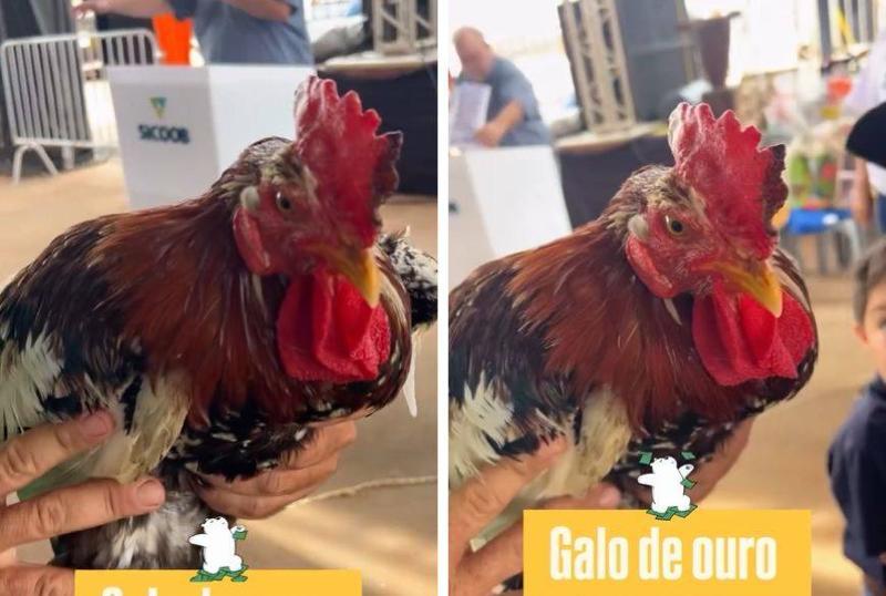 Galo - O Esportivo