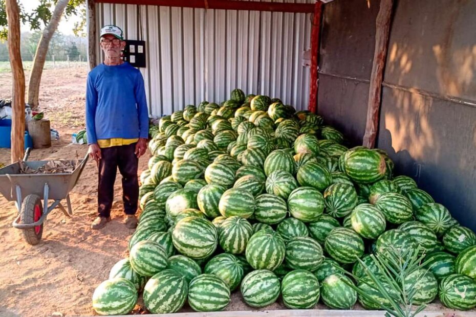 ALIMENTAÇÃO ESCOLAR - Agricultura familiar de Várzea Grande colhe frutos com apoio técnico - O Esportivo Melancia 209 - O Esportivo