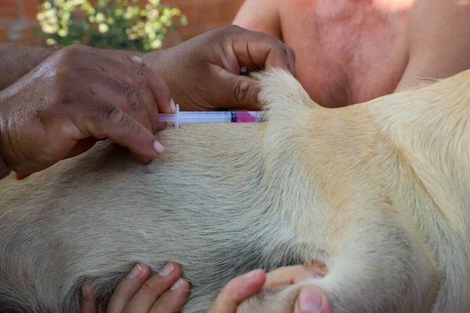 VIGILÂNCIA EM SAÚDE - Várzea Grande realiza ‘Dia D da Vacinação Antirrábica Animal’ neste sábado (20) - O Esportivo Vacina VG - O Esportivo