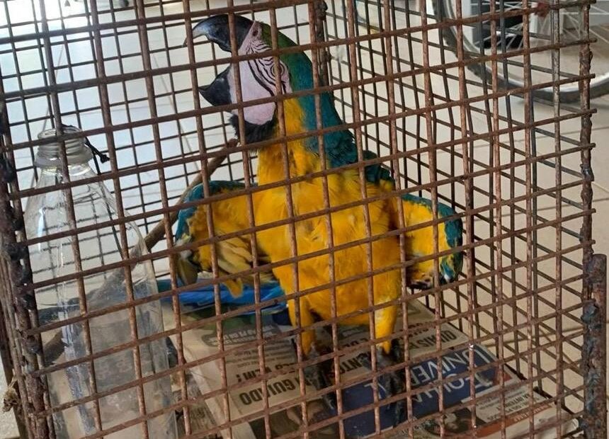 EM GUARANTÃ DO NORTE - Bombeiros resgatam arara-canindé que era mantida em cativeiro - O Esportivo Arara - O Esportivo