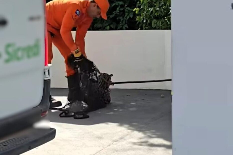 EM VALE DE SÃO DOMINGOS - Bombeiros resgatam jaguatirica em pátio de agência bancária - O Esportivo Jaguatirica - O Esportivo