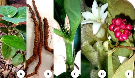 PROPRIEDADES TERAPÊUTICAS - Pesquisadores estudam a eficácia de planta amazônica com potencial para novos anticoagulantes - O Esportivo Planta B - O Esportivo