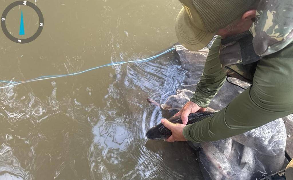 balanco piracema - O Esportivo