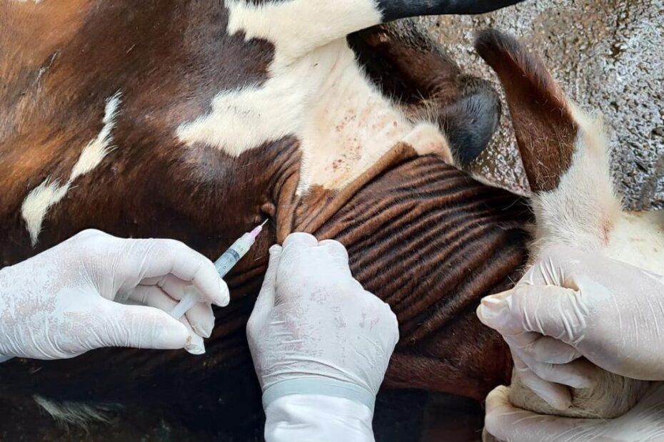 SANIDADE ANIMAL - Vacinação contra brucelose deve imunizar 4 milhões de bezerras - O Esportivo Insanidade animal - O Esportivo